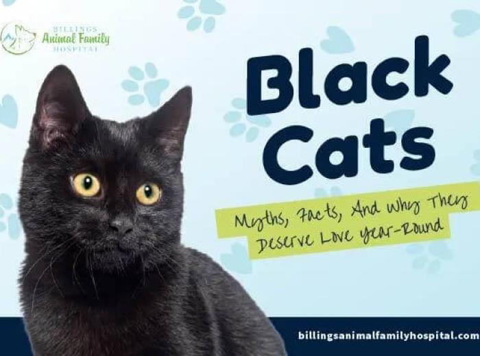 Black Cats: Myths, Facts, and Why They Deserve Love