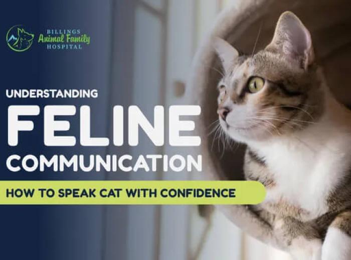 Feline Communication: How Cats Talk