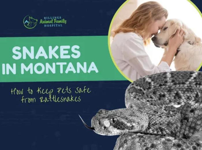 Snakes in Montana: How to Keep Rattlesnakes Away from Pets