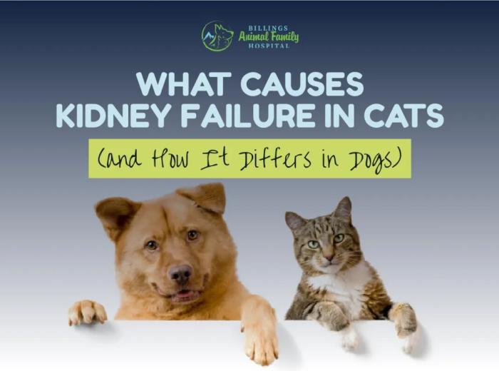 What Causes Kidney Failure in Cats & Dogs