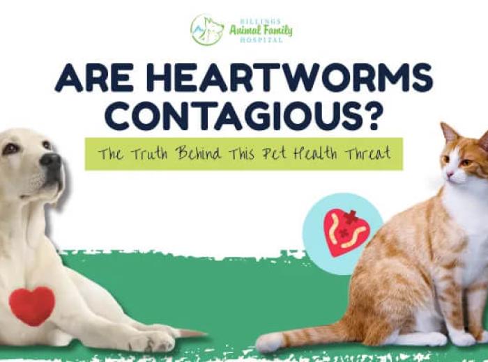 Are heartworms contagious in pets?