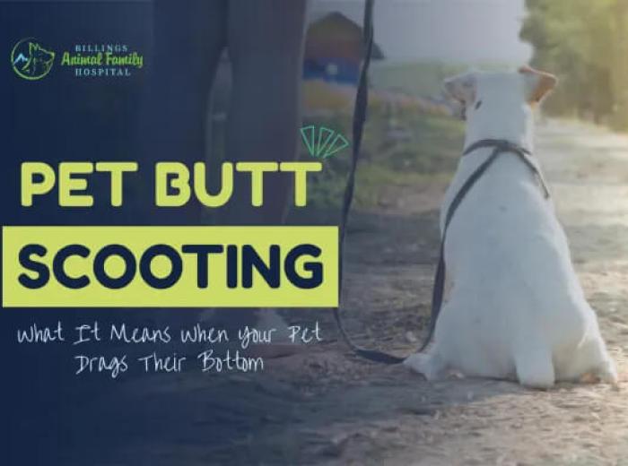 What Is Pet Butt Scooting?