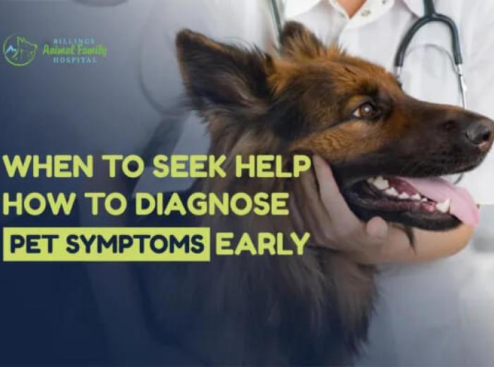 How To Diagnose Pet Symptoms Early