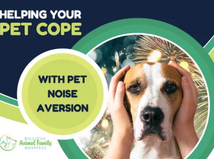 Pet Noise Aversion: How to Help Dogs and Cats Stay Calm