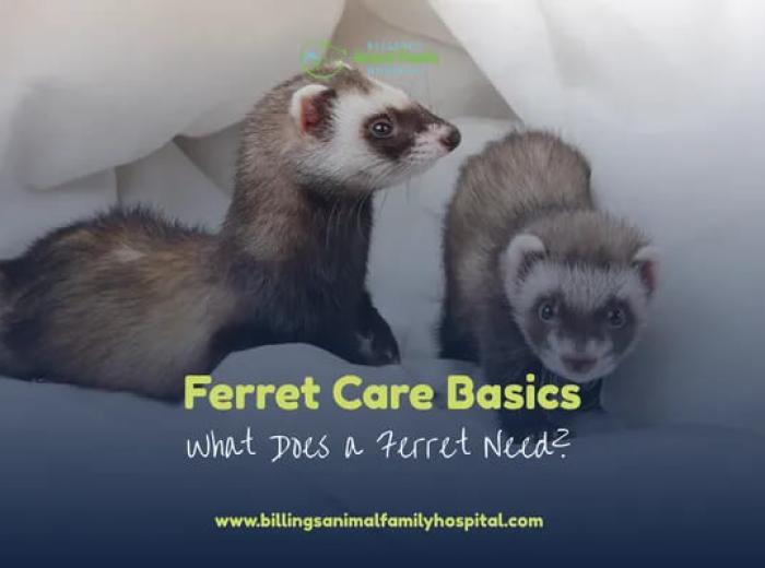 Ferret Care Basics: What Does a Ferret Need?
