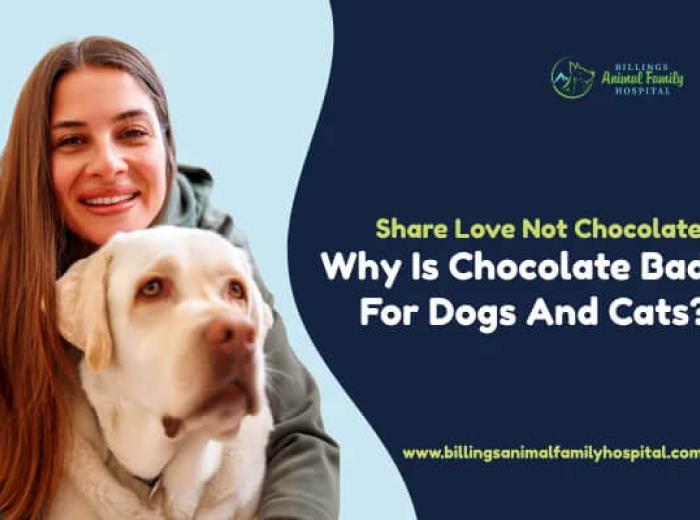 Did Your Pet Eat Chocolate? Why It Is Bad for Dogs & Cats