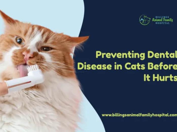 Preventing Dental Disease in Cats Before It Hurts