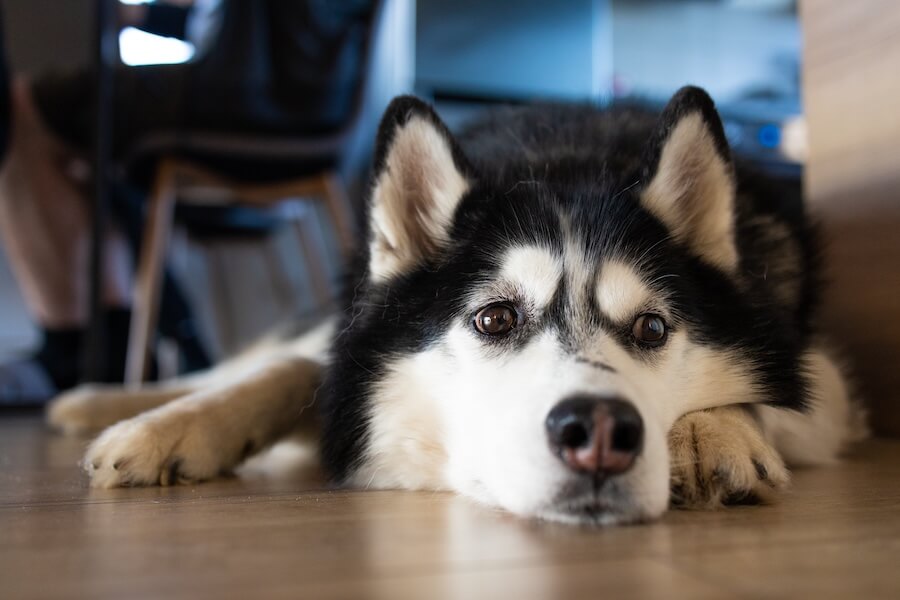 Dog Dementia