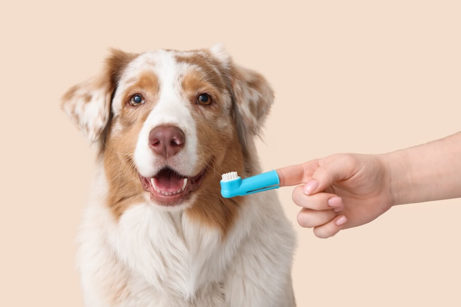 Pet Dental Thumbnail