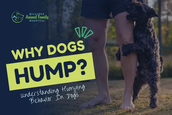 example of a dog humping a persons leg