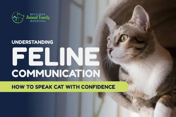 Header image for feline communication