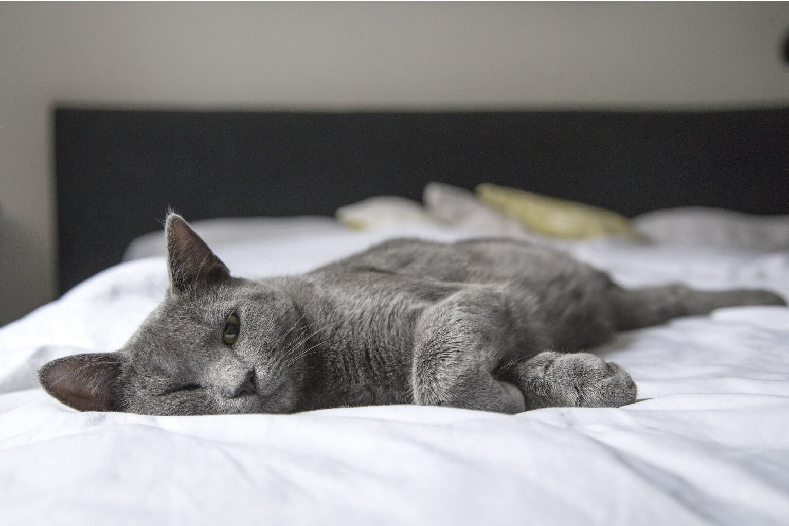 Grey cat sleeping on the bed