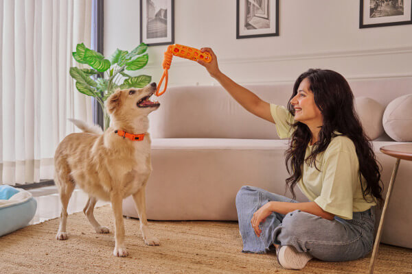 Dog playing with owner