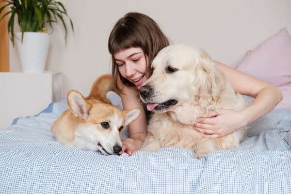 two dogs on the bed with owner playing