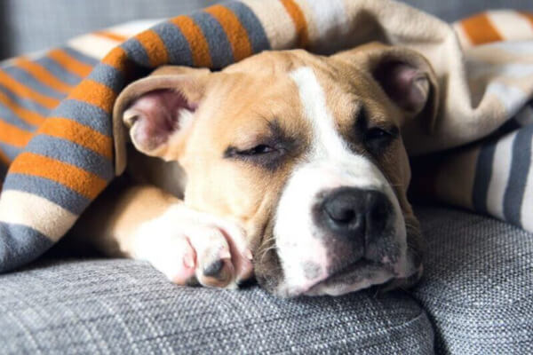 Sleeping dog on the couch