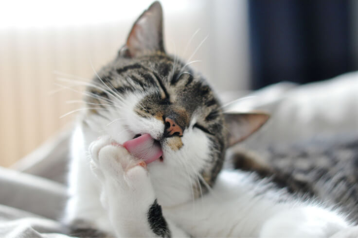 cat licking its paw