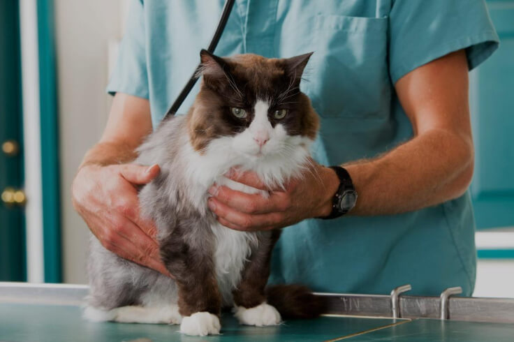 vet checking the cats heart beat
