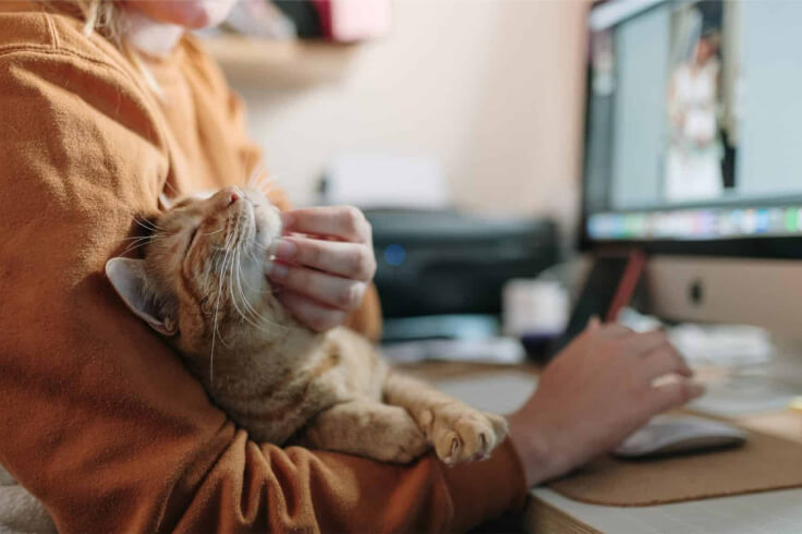 owner scratching cats chin