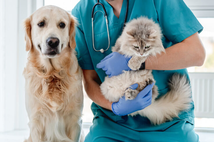 dog and cat with vet