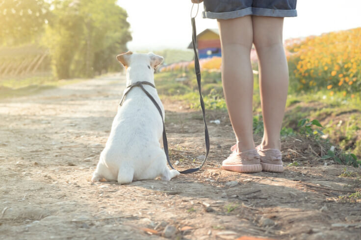 dog sitting in the sand