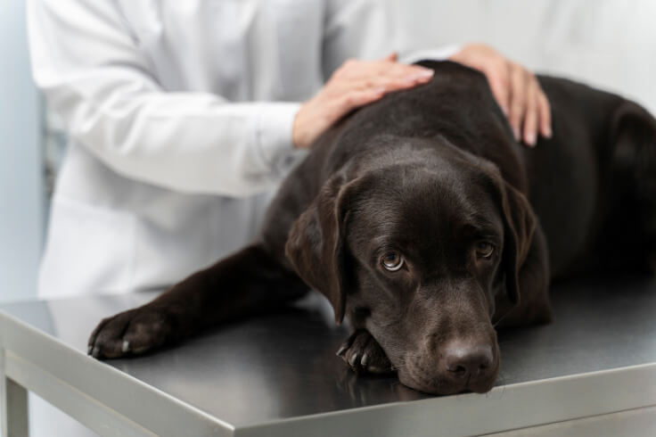 dog on the vet table