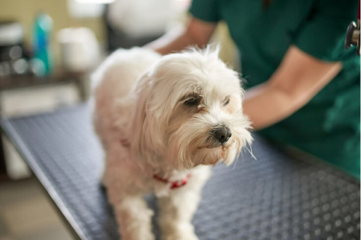 dog at the vet