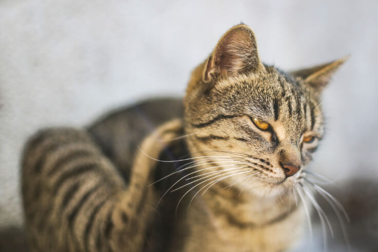 cat scratching