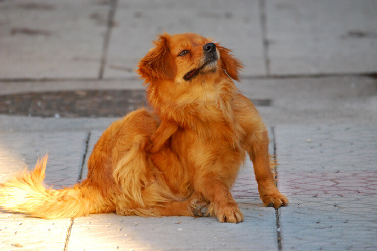 dog scratching profusely