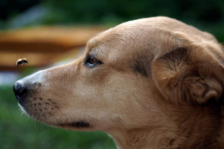 dog with a bee flying close to his nose