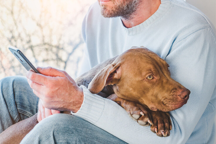 pitfall sitting cutely in owners arms