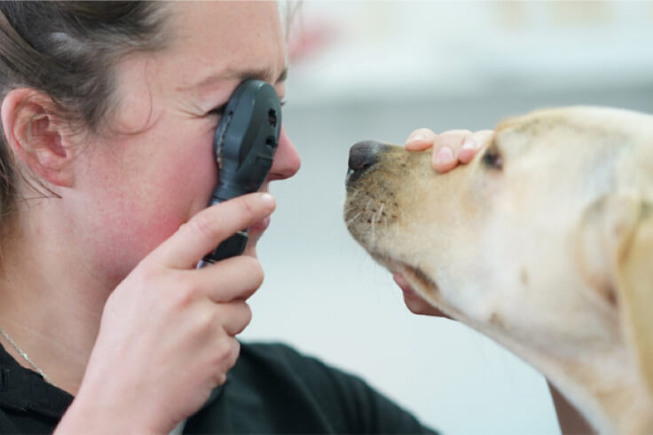 Labrador getting his eyes checked