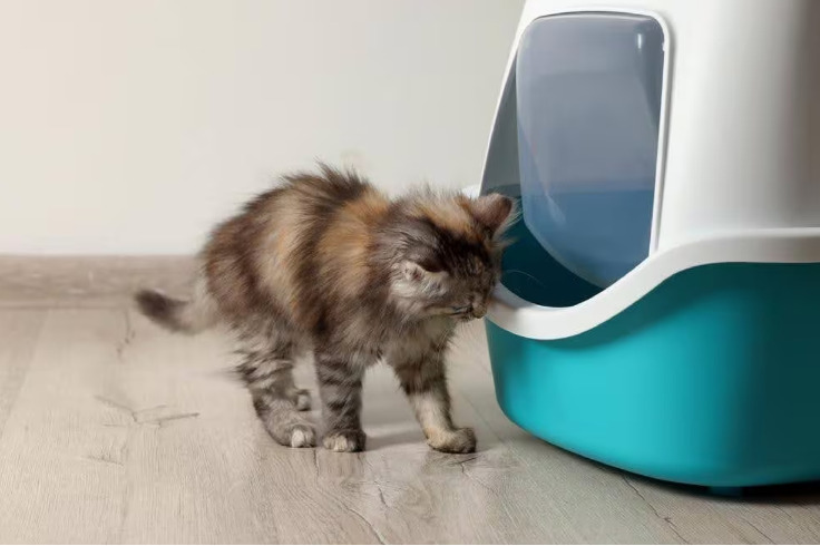 kitten sniffing pet carrier