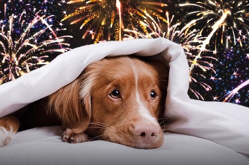 dog with fireworks in the back ground