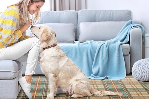 dog begging from owner