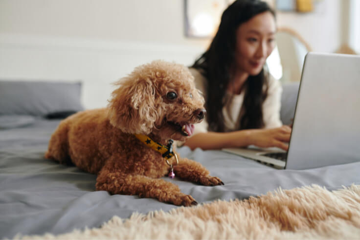 Dog and a lady on the bed looking at the laptop