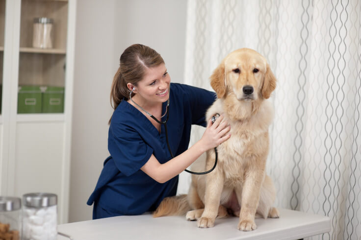 Vet checking dog with a stethoscope