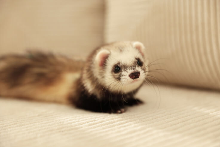 Ferret on the couch