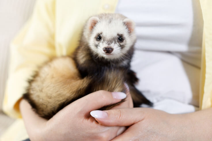 ferret with owner