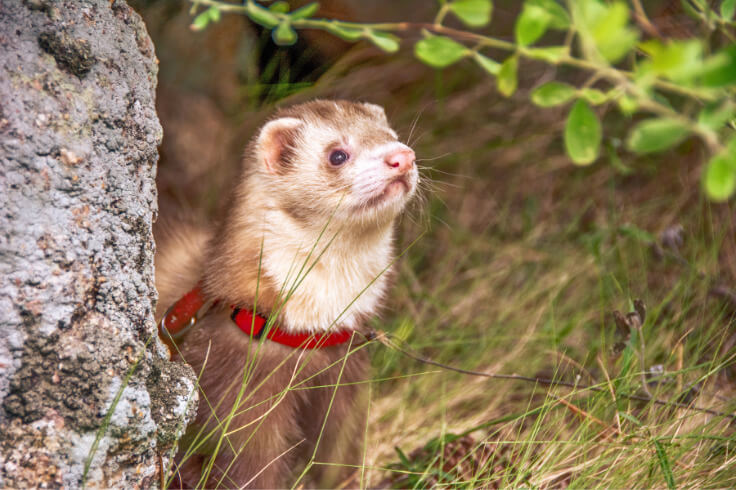 ferret exploring the outdoors