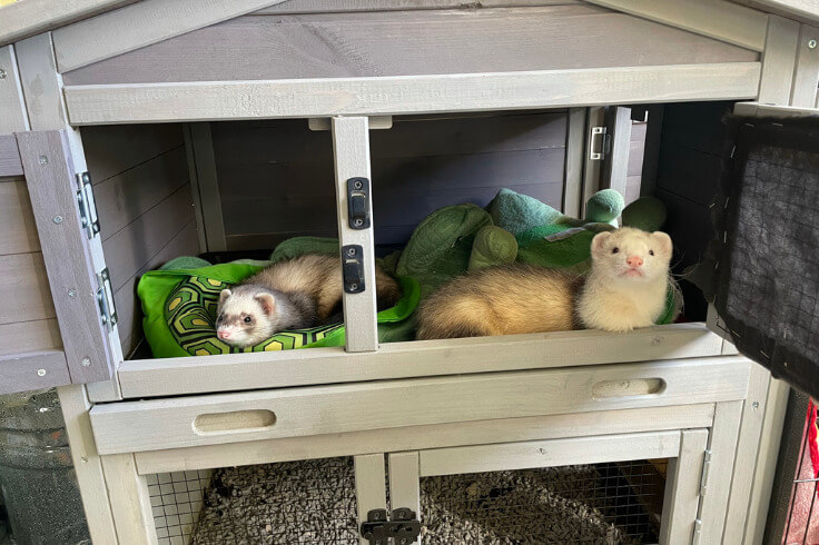 ferrets in a house together
