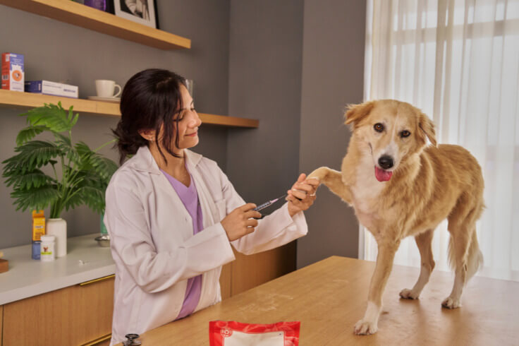 Dog giving vet the paw