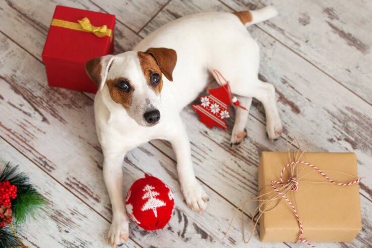 Cute dog surrounded by gifts