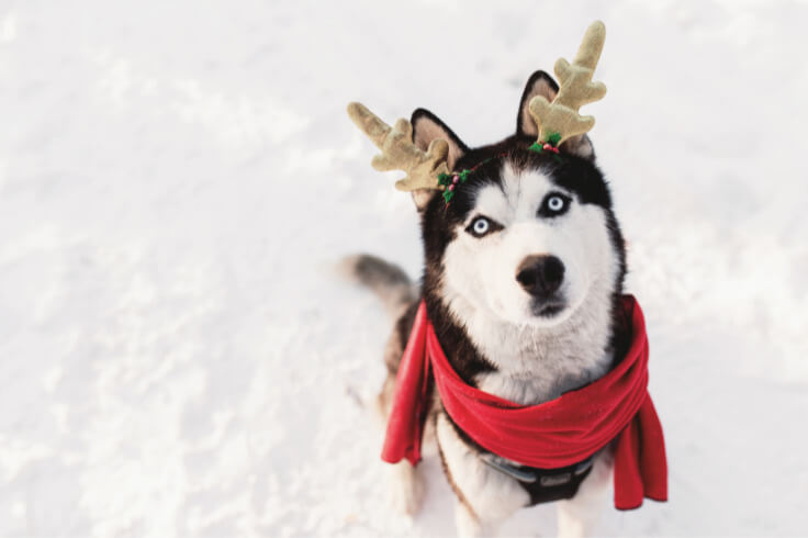 Husky with cute antlers 