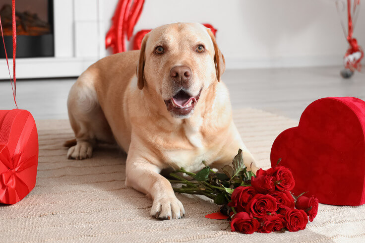 cute Labrador next to valentines gifts
