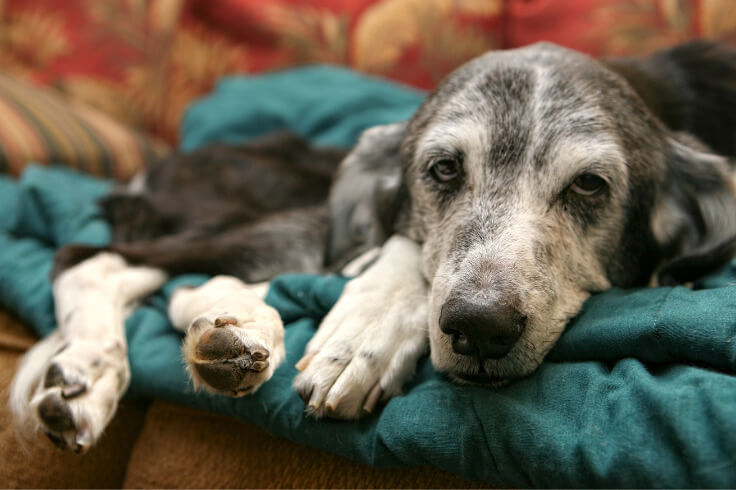 sickly looking dog