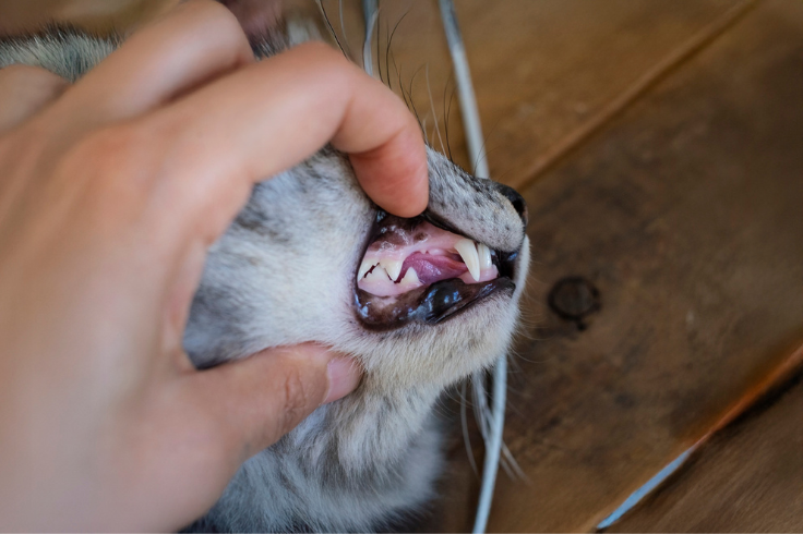 cats dental