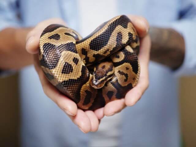 Ball python