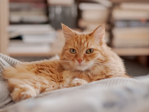 Ginger cat chilling inside