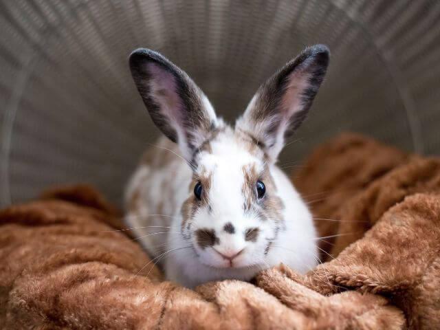 Rabbit
