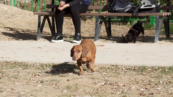 A picture of a dog in Billings MT